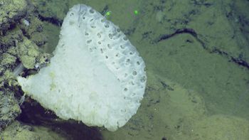 Media type: image;   Invertebrate Zoology 153111 Description: live specimen;